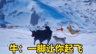 真实记录: 牛一脚将狼踢飞!