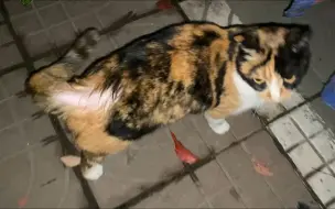三花猫遇人先虚晃一枪，然后靠近给撸，边上还有一只白狸猫与麒麟猫