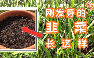 【和阿黎一起种韭菜（3）】从一粒种子到韭菜盒子Day9 -- 发芽 | 疫情期间，老老实实宅在家里种菜吧 #待在家里#跟我一起种韭菜