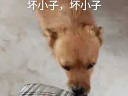 今天带着外甥女回老家了，昨天也是，坏小子的苦日子又要开始了