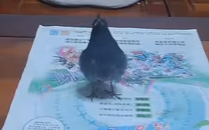 渠:不吃别扒拉