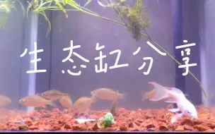 我的生态缸分享