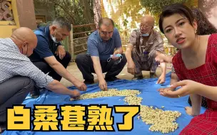 家门口桑葚熟了，南疆姑娘扯布收一兜子，客人来了直接蹲在地上吃