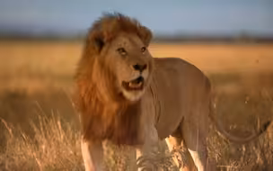 【双语配音/中字】非洲：塞伦盖蒂国家公园 Africa: The Serengeti（1080P高码超清）