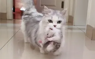 猫科动物的共性，你知道多少呢？