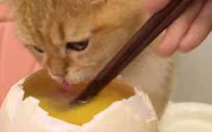鸵鸟肉涮鸵鸟蛋，猫咪火锅，太治愈了~
