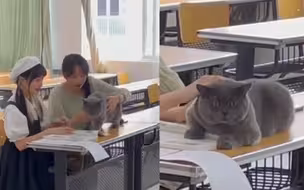 男生猫咪走丢找遍学校，不料猫咪正和女生玩的开心，表情太好笑
