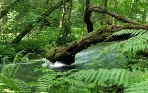 林间溪流
