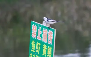 白鹡鸰：我又不认字
