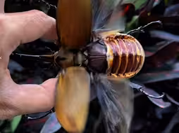 毛象大兜虫振翅飞行