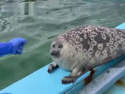 海豹：老登！又按我英俊的小脸！