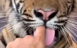 把手指塞进大猫嘴里！