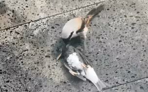 【伯劳鸟】伯劳鸟不知在猎杀什么鸟