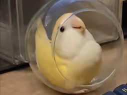 这玩具好逼真哦