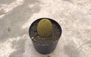 现摘菠萝蜜，一整个插盆里，会发生什么？