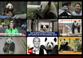 【继续炸锅！美国媒体铺天盖地，阿狸严选只采用贡献了独特视角的（采访饲养员、兽医、超级粉丝、独家）：华盛顿最有名的人物不是总统，而是国家动物园里的大熊猫】