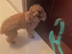狗：有种你打死我
