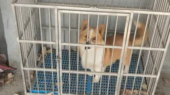 福仔: 又是摸鱼的一天结束了