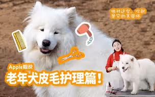 老年犬皮毛护理要点