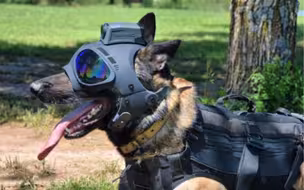 工作犬穿戴式装备大集合