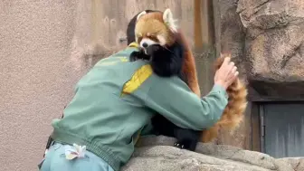 又是想当小熊猫饲养员的一天