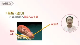 视频二---分娩机制
