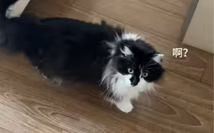 当你狠心拒绝猫咪的贴贴
