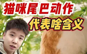 猫咪尾巴动作都有哪些含义？