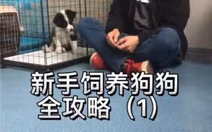 新手养狗全攻略（1）