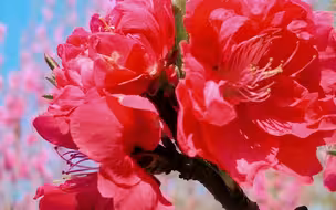 曾经的《桃花源记》你还会背吗？快去南汇桃花村打卡温故而知新吧！