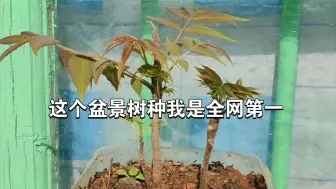 我敢说是全网第一，这种盆景树种
