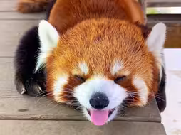 “小熊猫的可爱日常，谁能拒绝一只这么可爱的小熊猫”