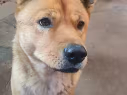 今年到黄大仙这里求一挂看看。 #中华田园犬#土狗#狗狗 #萌宠 #狗狗日常