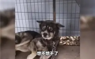 狗子的无语瞬间，狗:虽然我不是人，但你是真的狗