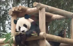 乐宝要把饭拉到爬架的最高层吃😄