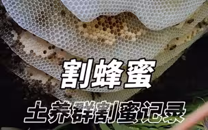 瓷砖蜂箱土养蜂群割蜂蜜