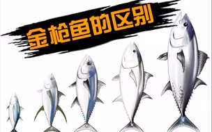 金枪鱼有多少神奇的种类？最大的有两千斤，最凶的嘴里都是狗牙！