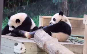 240424 睿辉抱着大竹笋啃☺️🎉