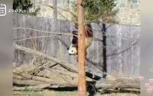 添添：爷下树就是这么丝滑