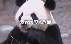 最爱国的大熊猫