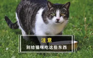 注意！别给猫咪吃这些东西