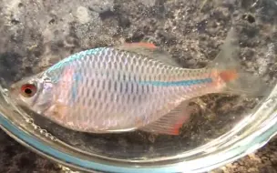 【龟】吃【高体鳑鲏】这鳑鲏真的好看，可惜了，巴西类龟真是无敌啊，实属缸霸，没有龟可以抢过它