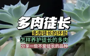 多肉养护技巧之【多肉徒长】