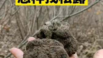 怎样找松露