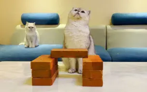 猫：我这身法，打十个不过分吧？