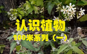 像植物学家一样认识植物：200米系列一