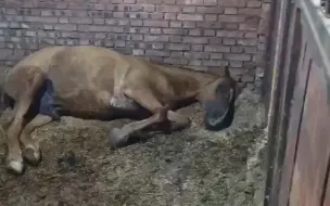 马儿生病了很难受