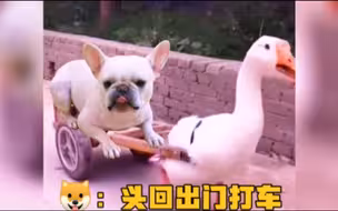 狗子的专车，哈哈哈哈