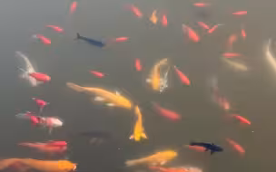 好多漂亮的小鱼啊，三宝和妈妈一起喂小鱼！