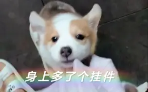 柯基：“婆娘 你裙子挂我牙上了 怎么这么不小心呢”